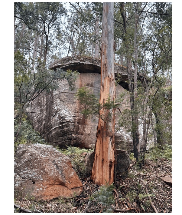 Bush walk